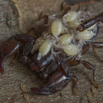 Euscorpius mingrelicus