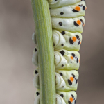 Papilio machaon