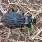 Carabus septemcarinatus