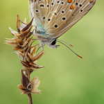 Polyommatus thersites