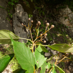 Sorbus torminalis