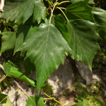 Sorbus torminalis