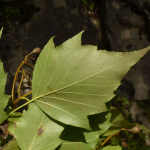 Sorbus torminalis