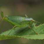 Isophya kalishevskii