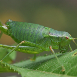 Isophya kalishevskii