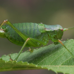 Isophya kalishevskii