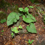 Brunnera macrophylla