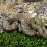 Natrix tessellata