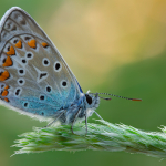 Polyommatus icarus