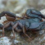 Euscorpius italicus