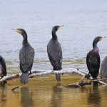 Phalacrocorax carbo