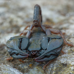 Euscorpius italicus