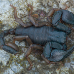 Euscorpius italicus