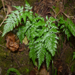 Asplenium adiantum-nigrum