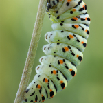 Papilio machaon