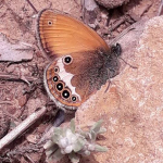 Coenonympha arcania