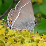 Satyrium spini