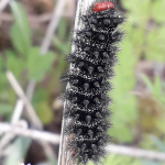 Melitaea cinxia