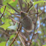 Hierodula transcaucasica