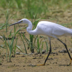 Egretta garzetta