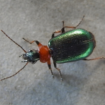 Lebia cyanocephala