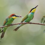 Merops apiaster