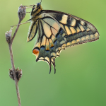 Papilio machaon