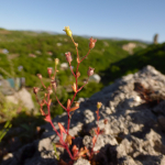 Saxifraga tridactylites