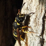 Ancistrocerus nigricornis