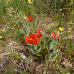 Glaucium grandiflorum