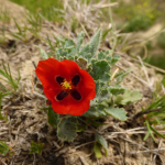 Glaucium grandiflorum