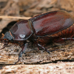 Oryctes nasicornis