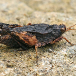 Tetrix tenuicornis