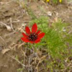 Adonis aestivalis