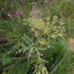 Heracleum scabrum