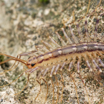 Scutigera coleoptrata