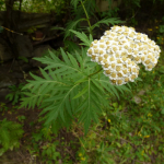 Pyrethrum macrophyllum