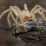 Micrommata virescens