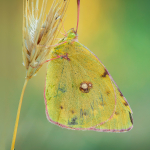 Colias erate