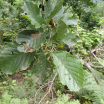 Alnus barbata