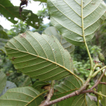 Alnus barbata