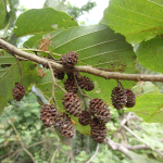 Alnus barbata