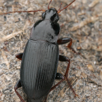 Calathus fuscipes