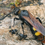 Megascolia maculata