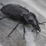 Carabus maurus