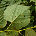 Tilia begoniifolia