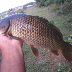 Cyprinus carpio