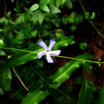 Vinca pubescens