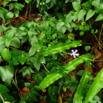 Vinca pubescens