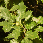 Quercus iberica